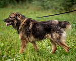 Собаки в Видном: Барни ждет семью Мальчик, Бесплатно - фото 5