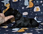Собаки в Электростали: Керри Блю Терьер Мальчик, 55 000 руб. - фото 9