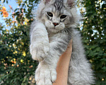 Кошки в Тихорецке: Котята мейн-кун Девочка, 60 000 руб. - фото 1