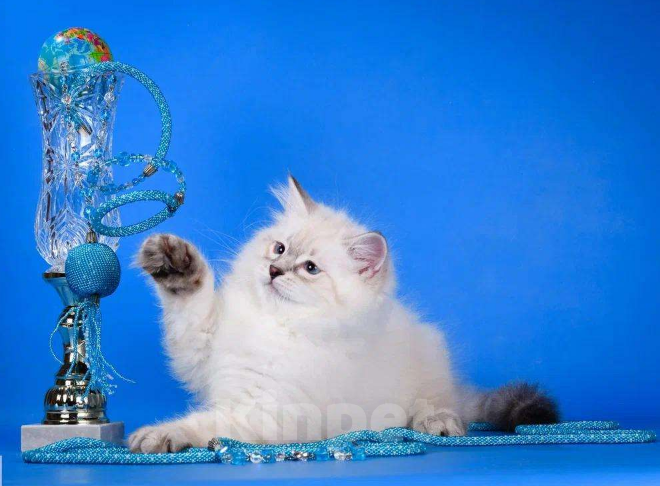 Кошки в Москве: Невский маскарадный котёнок Мальчик, Бесплатно - фото 5