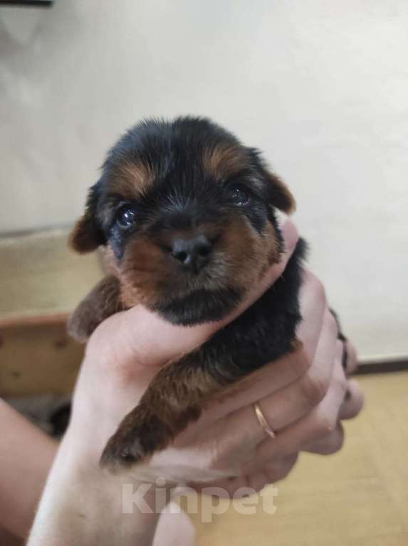 Собаки в Самаре: Мальчик Йоркширского терьера стандарт Мальчик, 28 000 руб. - фото 2