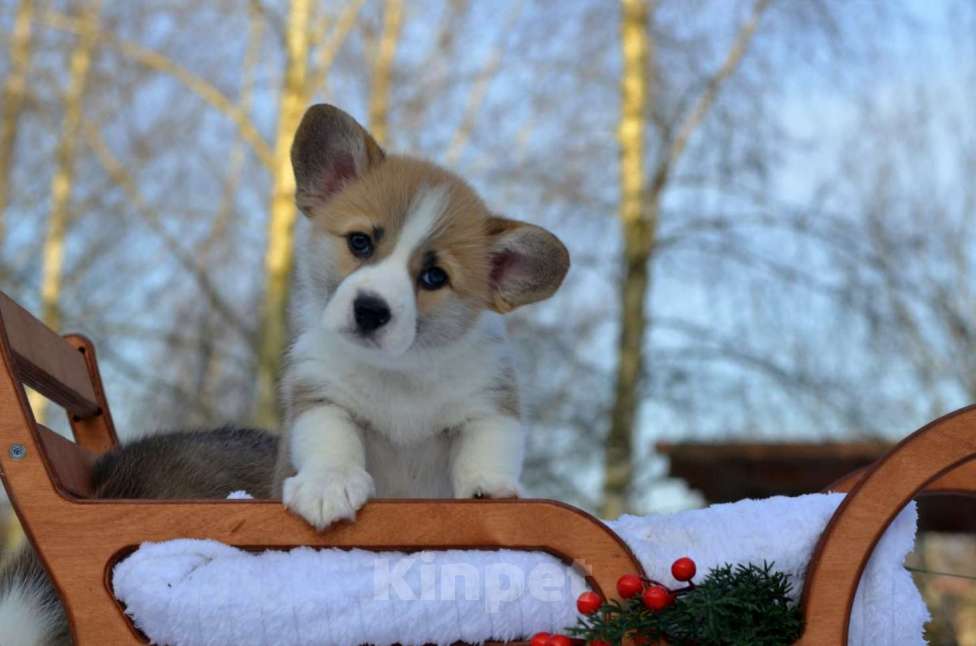 Собаки в Хотьково: Девчонка Вельш Корги Пемброка Девочка, 60 000 руб. - фото 3
