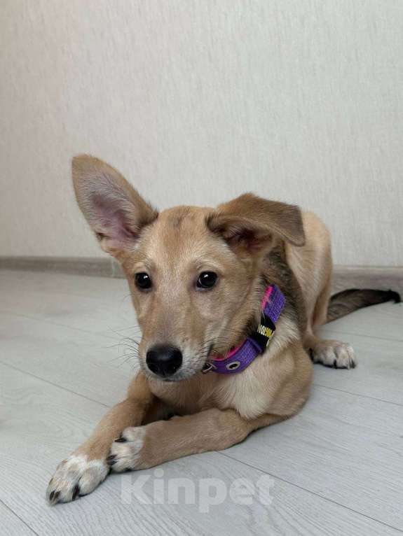 Собаки в Уфе: Щенок Девочка, 300 руб. - фото 3