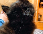 Кошки в Химках: Мася Мальчик, Бесплатно - фото 2
