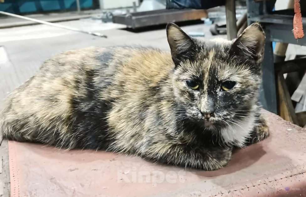 Кошки в Мурином: Отдам кошечку-подростка в добрые руки Девочка, Бесплатно - фото 1