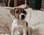 Собаки в Пскове: Джек Рассел терьер кобель Мальчик, 28 000 руб. - фото 1