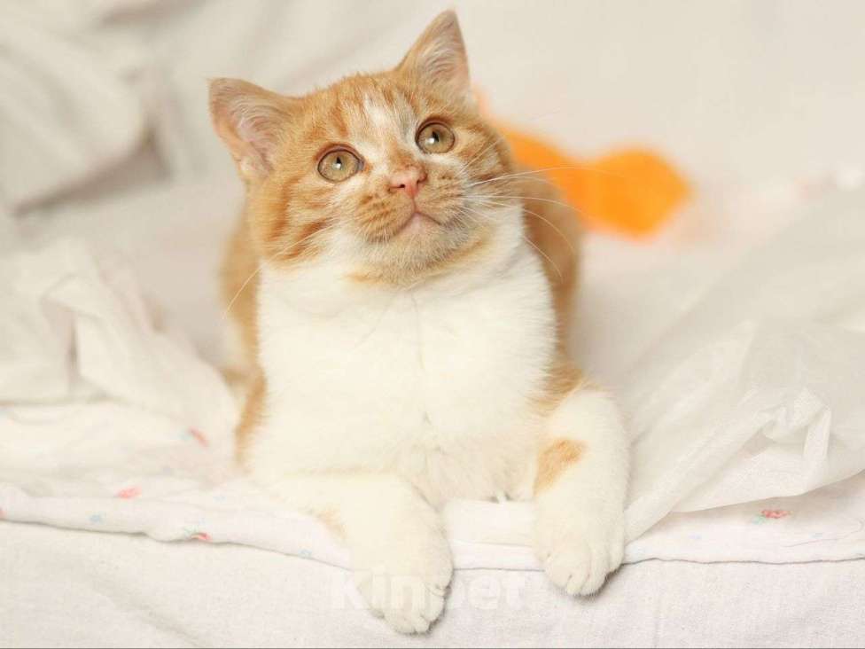 Кошки в Москве: Рыжий котенок ищет дом  Мальчик, Бесплатно - фото 2