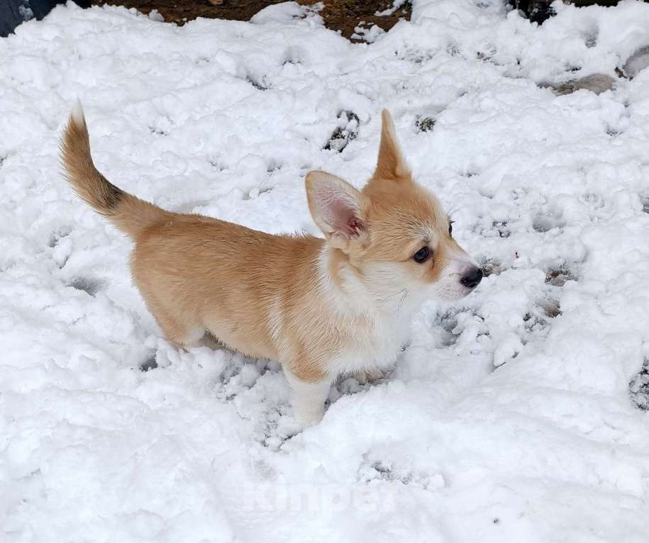 Собаки в других городах Ленинградской области: Продаются щенки вельш корги пемброк Мальчик, 70 000 руб. - фото 3