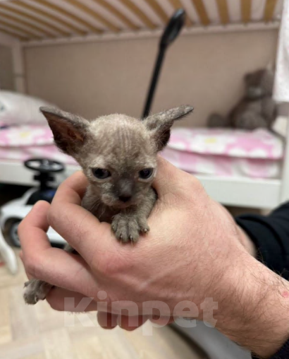 Кошки в Калининграде: Сфинкс-канадский котенок  Девочка, 11 000 руб. - фото 1