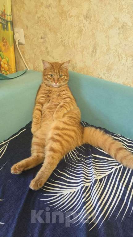 Кошки в Москве: Кот Симба в добрые руки Мальчик, Бесплатно - фото 3