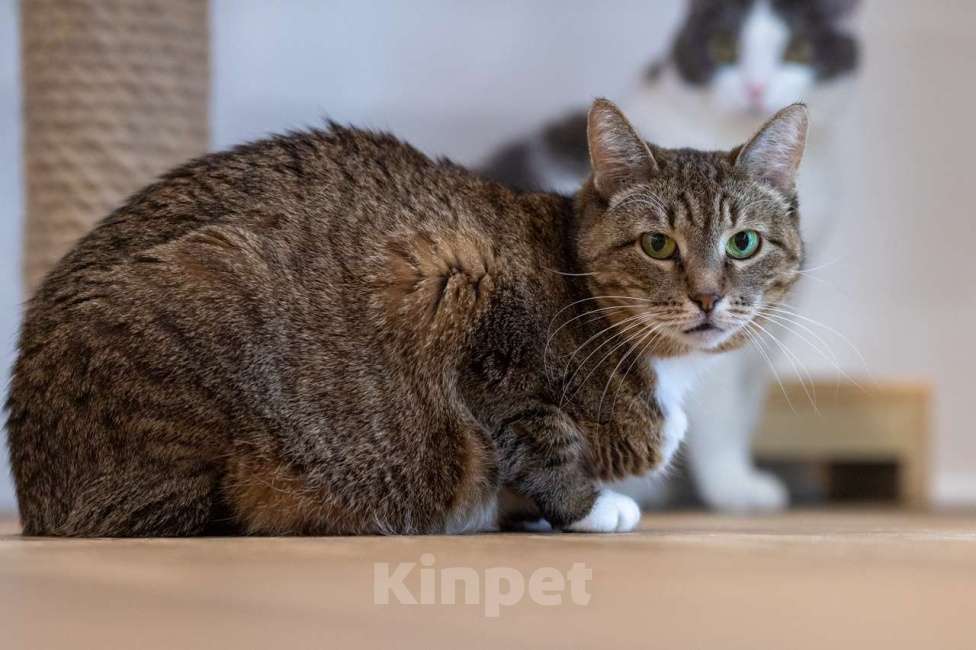 Кошки в Москве: Кошка Ройбуш в добрые руки Девочка, Бесплатно - фото 5