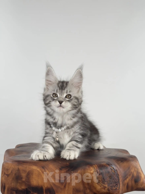 Кошки в Тюмени: Мейн-кун котенок девочка Девочка, 55 000 руб. - фото 3