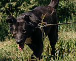 Собаки в Химках: Активный пес Мальчик, Бесплатно - фото 5