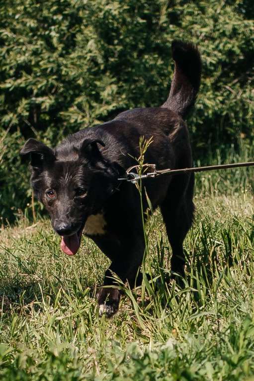 Собаки в Химках: Активный пес Мальчик, Бесплатно - фото 5