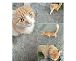 Кошки в Новосибирске: Милый котик ищет дом Мальчик, Бесплатно - фото 1