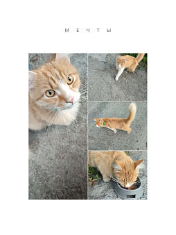Объявление: Милый котик ищет дом, Бесплатно, Новосибирск