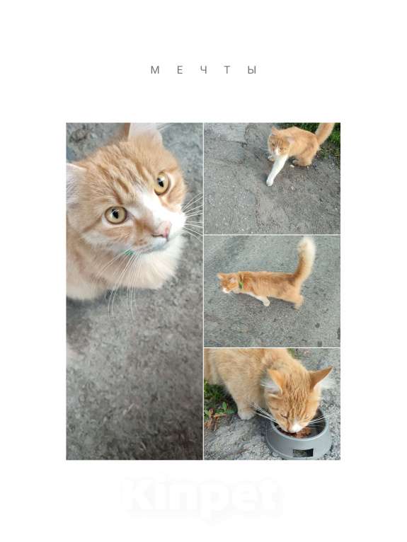 Кошки в Новосибирске: Милый котик ищет дом Мальчик, Бесплатно - фото 1