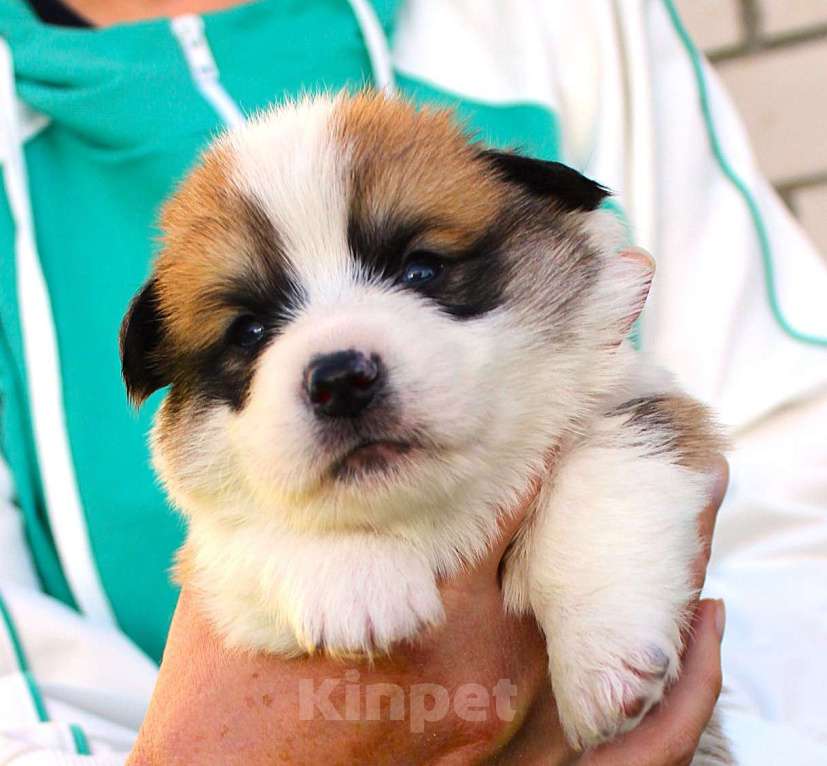 Собаки в других городах Московской области: щенки вельш корги пемброк Мальчик, Бесплатно - фото 5