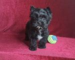 Собаки в Санкт-Петербурге: Чёрный Бриллиант с прекрасным характером Мальчик, 65 000 руб. - фото 1