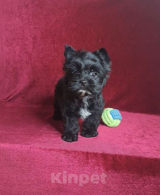 Собаки в Санкт-Петербурге: Чёрный Бриллиант с прекрасным характером Мальчик, 65 000 руб. - фото 1