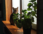 Кошки в Дмитрове: Милка ищет дом Девочка, Бесплатно - фото 3