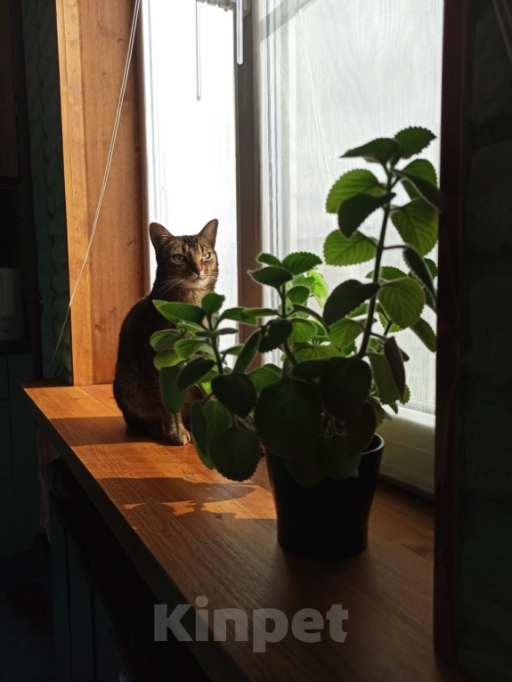 Кошки в Дмитрове: Милка ищет дом Девочка, Бесплатно - фото 3