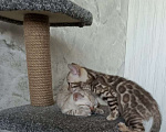 Кошки в Челябинске: Бенгальский котенок (девочка) окрас розетка на золоте Девочка, Бесплатно - фото 2