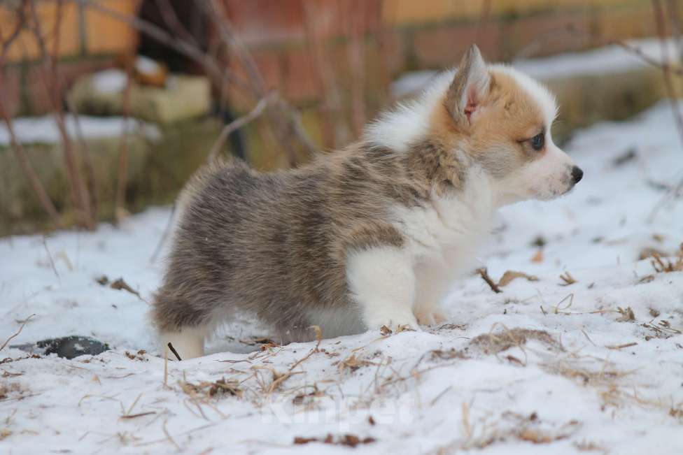 Собаки в Одинцово: Вельш Корги Пемброк Мальчик, 60 000 руб. - фото 5