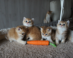 Кошки в Санкт-Петербурге: Шотландские золотые. Разнополые, 25 000 руб. - фото 1