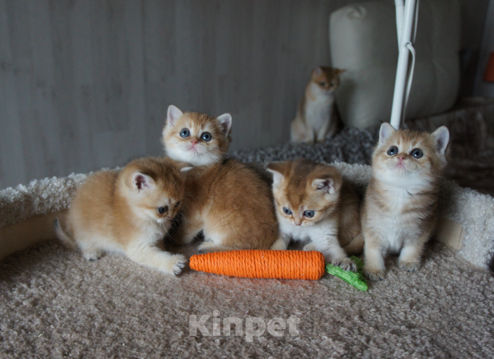 Кошки в Санкт-Петербурге: Шотландские золотые. Разнополые, 25 000 руб. - фото 1