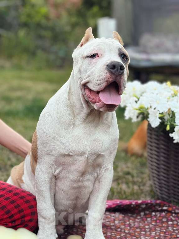 Собаки в Саратове: Бруно Мальчик, Бесплатно - фото 4