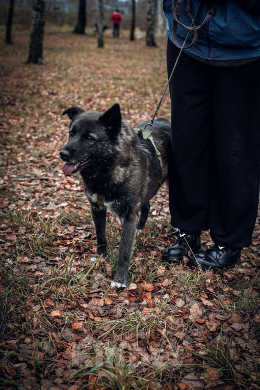 Собаки в Москве: Келли Девочка, Бесплатно - фото 2