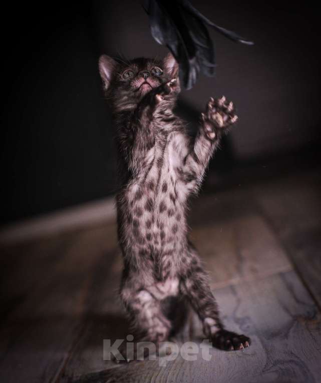 Кошки в Москве: Бенгальские котята Девочка, 55 000 руб. - фото 3