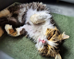 Кошки в Краснодаре: Котик Барс Мальчик, Бесплатно - фото 3