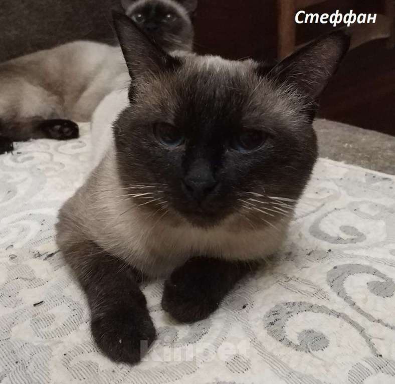 Кошки в Москве: Чистопородные тайцы из питомника за символическую сумму Разнополые, Бесплатно - фото 4