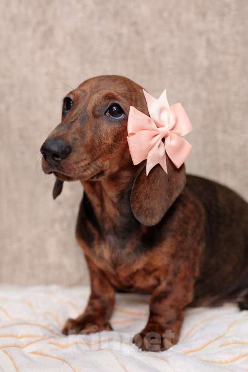 Собаки в Ельце: щенок таксы тигровый Девочка, 65 000 руб. - фото 5