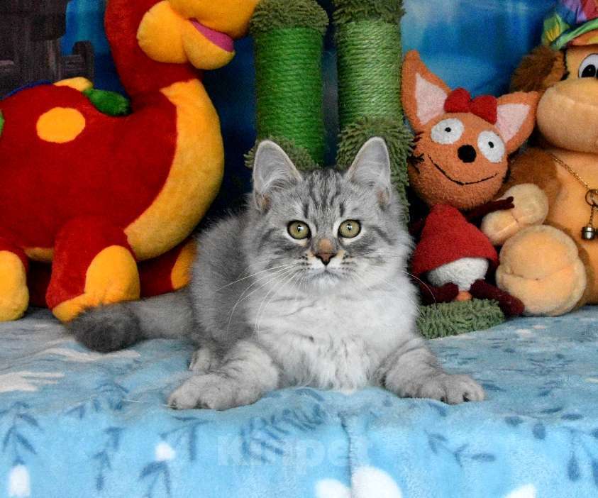 Кошки в Москве: Серебристый сибирский котик Мальчик, 60 000 руб. - фото 6