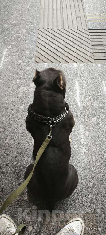 Собаки в Москве: Американский булли вязка Мальчик, Бесплатно - фото 2