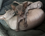 Кошки в Черногорске: Котята донского сфинкса Мальчик, 9 000 руб. - фото 5