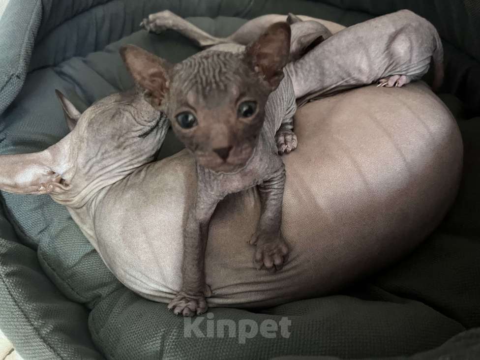 Кошки в Черногорске: Котята донского сфинкса Мальчик, 9 000 руб. - фото 5