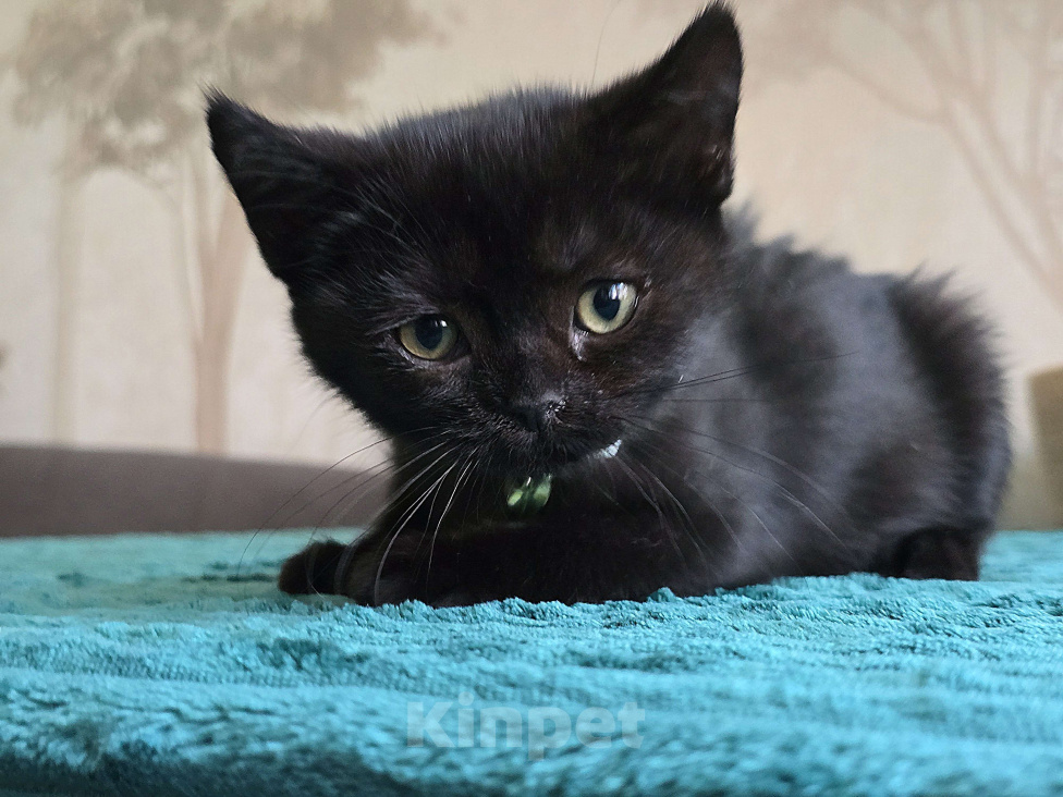 Кошки в Хабаровске: Девон-рекс мальчик Мальчик, 5 000 руб. - фото 9
