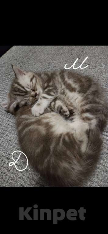 Кошки в Москве: Британские короткошёрстные котята Девочка, 47 000 руб. - фото 5