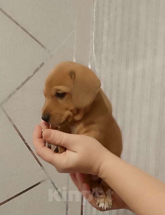 Собаки в Строителе: Тактусёнок Мальчик, Бесплатно - фото 1