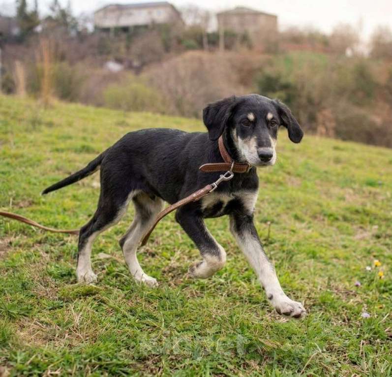 Собаки в Раменском: щенок Мацест в поисках родителей Мальчик, Бесплатно - фото 1