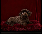 Собаки в Москве: Йорк горький шоколад взрослая девочка стандарт Девочка, 45 000 руб. - фото 9