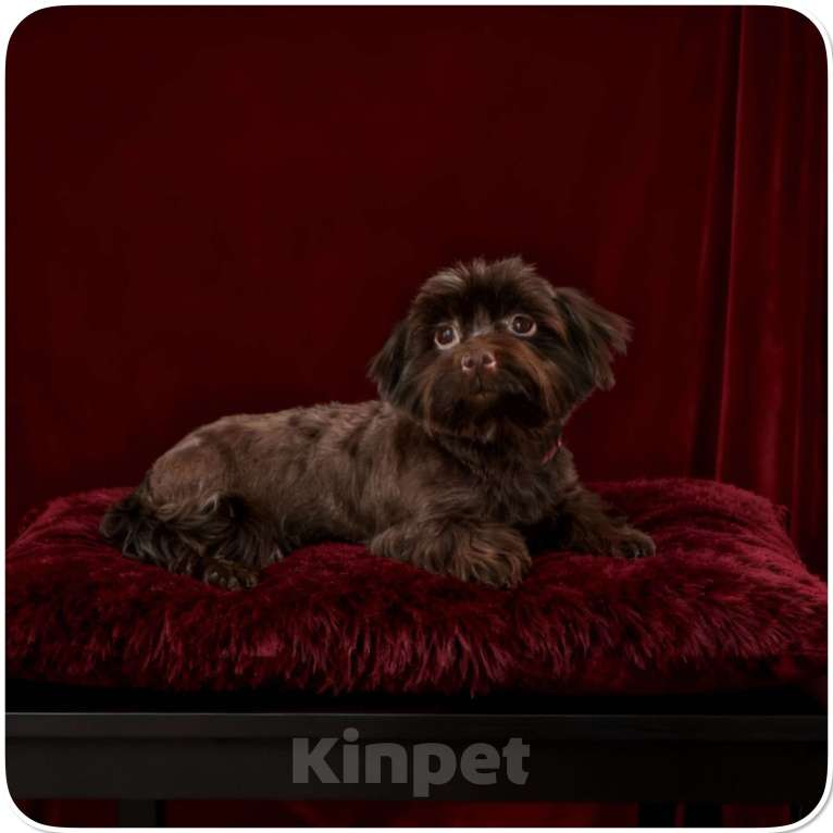 Собаки в Москве: Йорк горький шоколад взрослая девочка стандарт Девочка, 45 000 руб. - фото 9