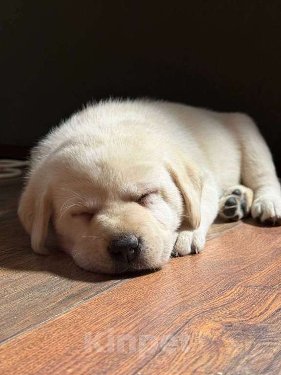 Собаки в Белгороде: Палевые щенки лабрадора-ретривера Мальчик, 50 000 руб. - фото 3