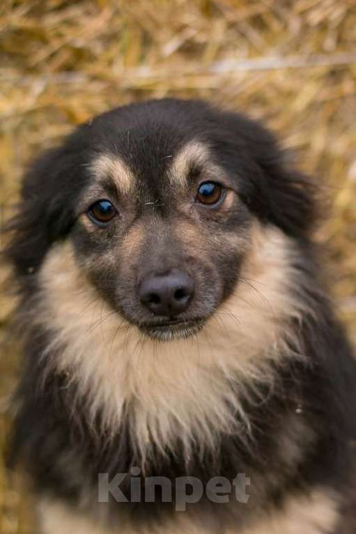 Собаки в Москве: Метис шпица пушистый пёсик Даниэль в дар Мальчик, 1 руб. - фото 5