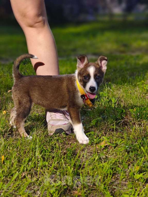 Собаки в Красногорске: Крошка Эмми 2 месяца ждет родителей  Девочка, Бесплатно - фото 6