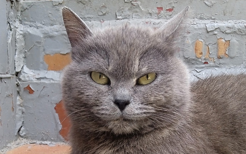 ❗НАШЛАСЬ ВАША кошка❗